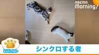 動物の“シンクロ”姿