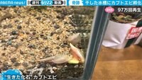 【映像】干上がった水槽で起こった奇跡