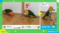 【映像】“クセ強”な姿勢で追いかけるインコ