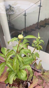 市川海老蔵『乗り越えて、』