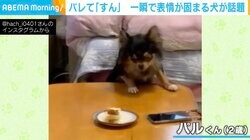 ケーキに大興奮の犬 飼い主に見つかった瞬間の表情に「終わった、的な顔」「誤魔化そうとしてる」反響続々