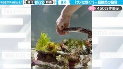 こんなの初めて見た…！飼い主とじゃれる“人懐っこい”サメに「飼育できることに驚き！」「手をちょんちょんしてるの可愛い…」と話題沸騰