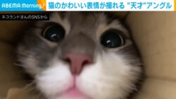 スマホにちゅーるを塗って撮影！？ “天才的”なアングルから捉えた3匹の猫が話題に「勇気がすごい」