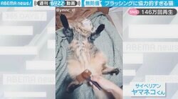 「どうぞやっちゃって」まるで“猫の開き”状態 微動だにせずブラッシングに協力的な姿に「偉い」「羨ましい」の声