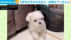 「そんな隙間通れる!?」大好きなおもちゃのために体を張る犬の“愛くるしい行動”にほっこり