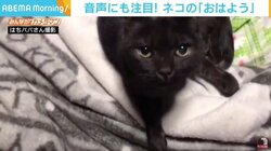 飼い主に“おはよう”と返す猫 「自分がネコであることを知らないのか」と反響