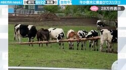 「そこが、かゆかったんですね」倒木に首を“スリスリ”する牛たちがSNSで話題！「並んでるの可愛すぎます」「ここまで喜ばれるなんて…」