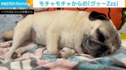 「全て許せる」幸せそうにイビキをかくパグに「最高にかわいい！」「添い寝したい…」と悶絶の声続々