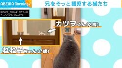 “兄”をこっそり観察する猫たちに「見ちゃいけないものを見てる感じ」 偶然撮れた“不思議行動”が話題