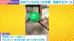 見事なラリーから一転…わずか5分でボールを破裂させた柴犬に「まさに『瞬殺』」「破壊魔ちびこ」と反響