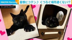 「場所違くない？」飼い主も思わず二度見！くつろぐ猫の姿に「お人形さんみたいー!!」「高い所が落ち着くのかな？」と反響