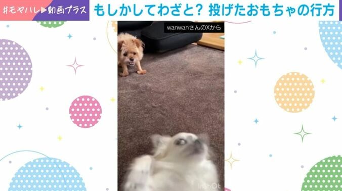 ぽむきちくんとあるじくん