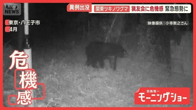 都市部に近づくクマ　東京“20年ぶり”狩猟解禁を検討　ハンターの課題と恐怖 1枚目