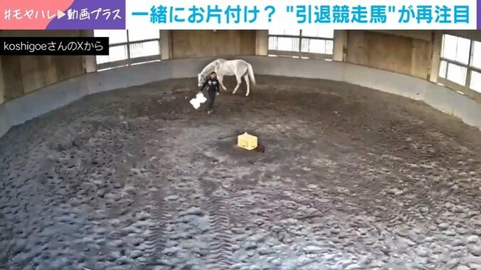 スタッフにピタリと寄り添う引退競走馬