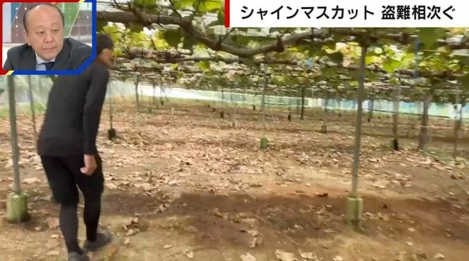 被害にあった農園の様子
