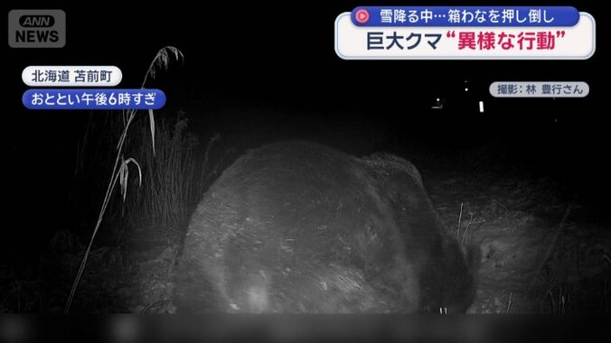 まるまると太ったヒグマ