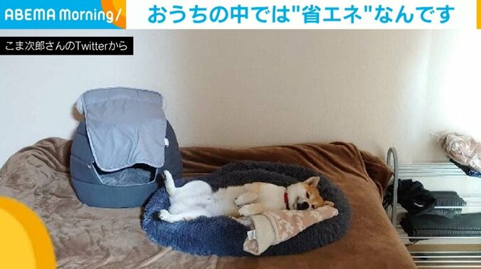 「いってら～　感」 “飼い主の出勤を全く見送る気がない”柴犬が話題に 1枚目