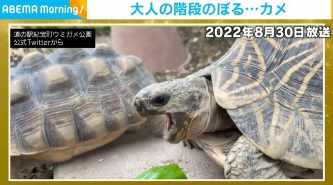 リクガメ
