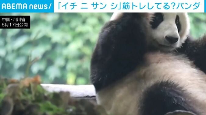 パンダ