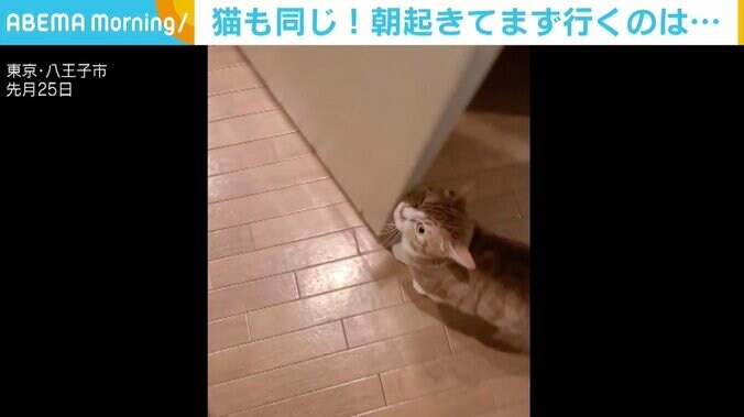 飼い主の見よう見まね？ 便座で器用に用を足す猫 「できる子」「前世は人間やな」 1枚目