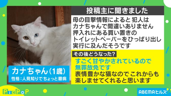 トイレットペーパーがボロボロ… 無実を訴える猫の表情に「怪しすぎる」「ネタは上がってるんだ！」の声 1枚目