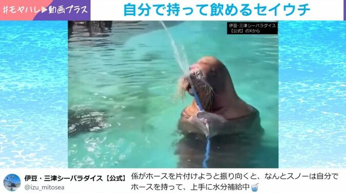 タイヘイヨウセイウチのスノーちゃん