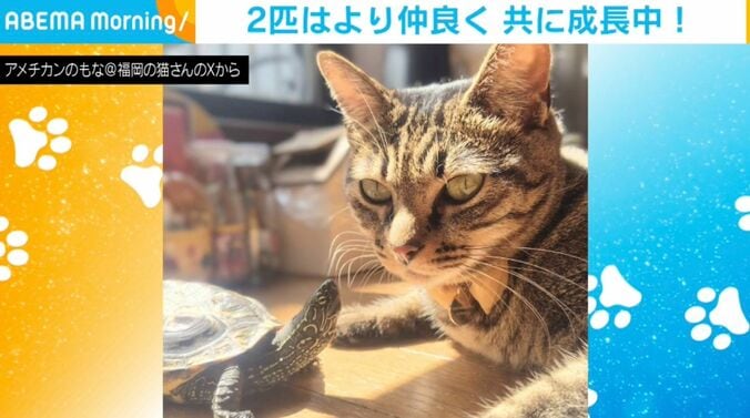 カメの軍曹くんと猫の小雪ちゃん