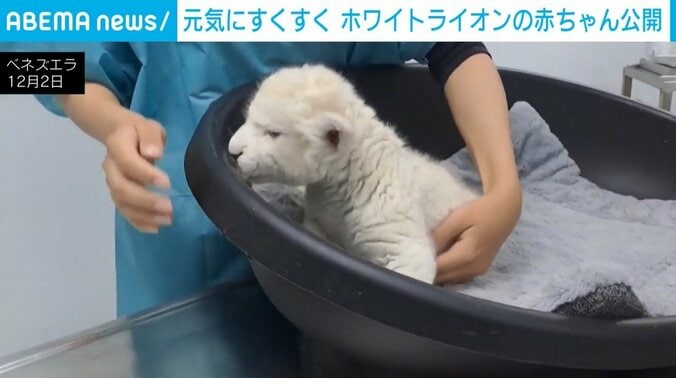 ホワイトライオンの赤ちゃん