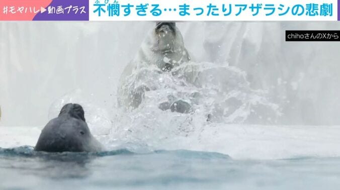 アザラシ