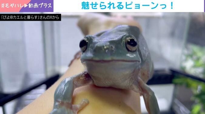 イエアメガエル