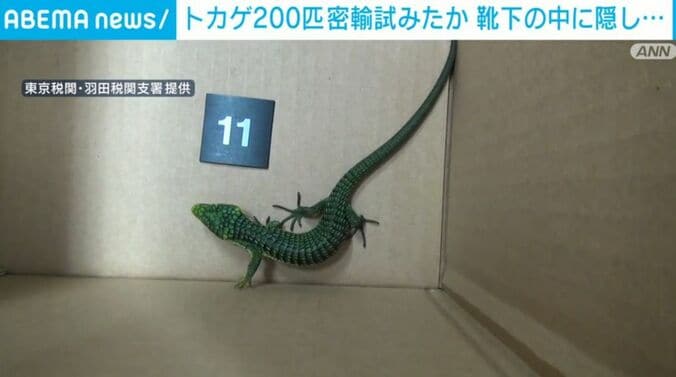 トカゲ