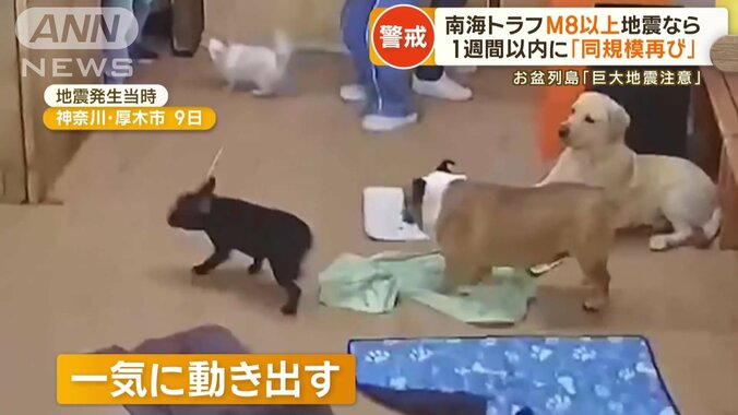 動物の反応