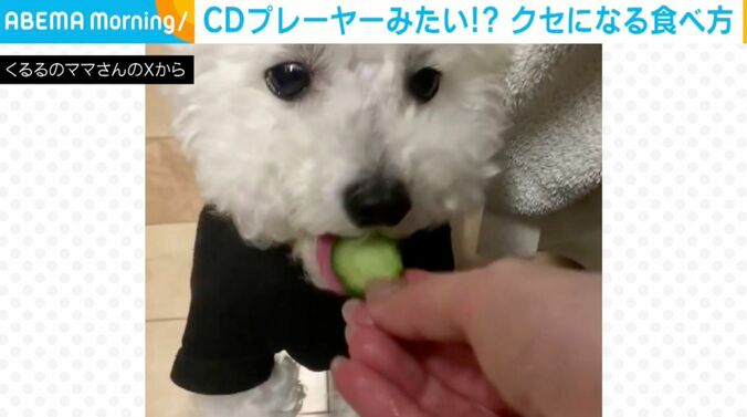 犬のくるるくん