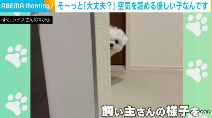 犬のライスくん