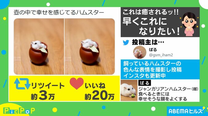 いいね20万超え！幸せそうに餌を食べるハムスターの表情が話題に「来世はこれになりたい」 1枚目