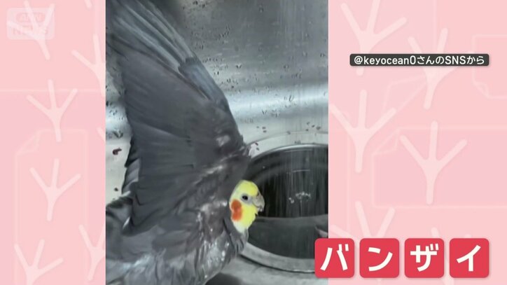 バンザイ！