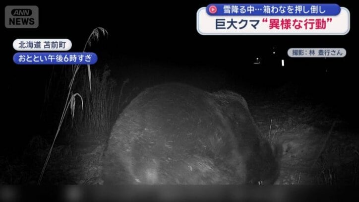 まるまると太ったヒグマ