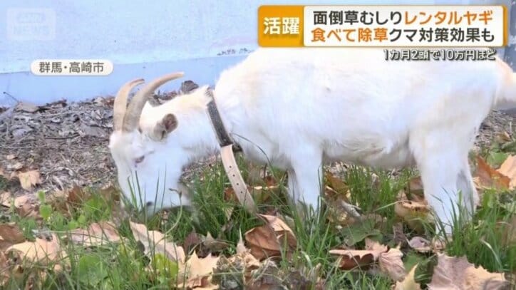 生い茂る雑草を一心に食べるヤギ