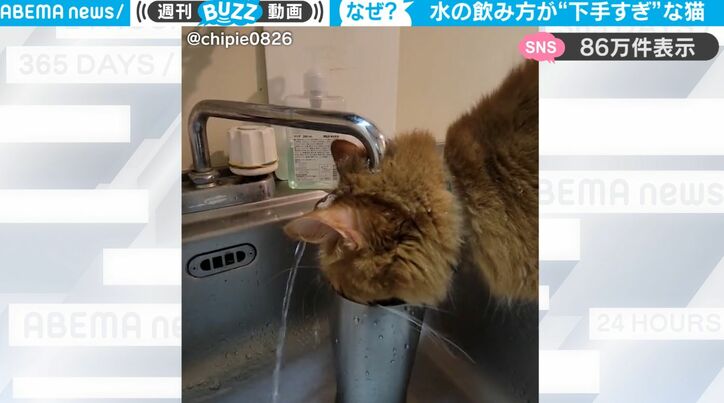 一体どうやって水を飲んでるの？ 不思議な水の飲み方をする猫がかわいすぎる！「滝行」「可愛すぎて草」