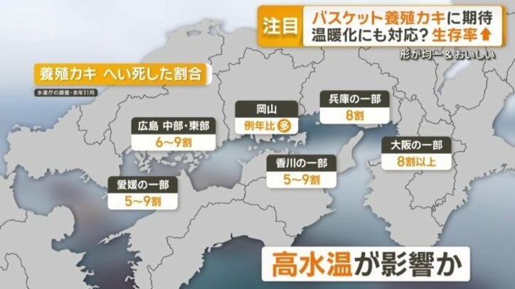 養殖カキ　へい死した割合