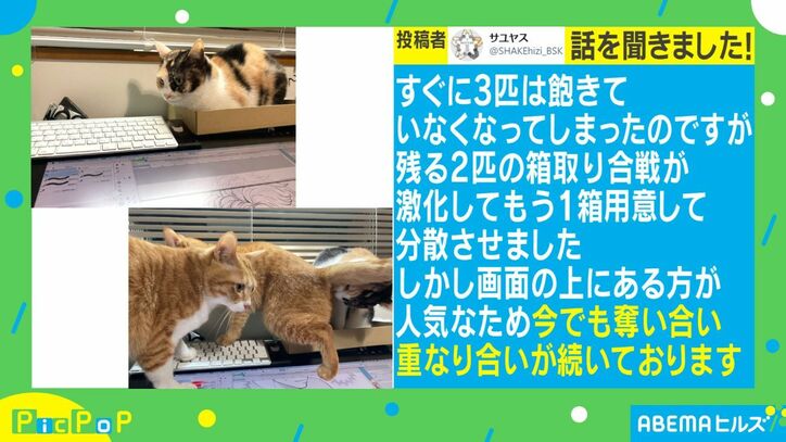 猫に仕事の邪魔をされないために箱を設置…どんどん集まり予想外の展開に「箱の魔力半端ない」