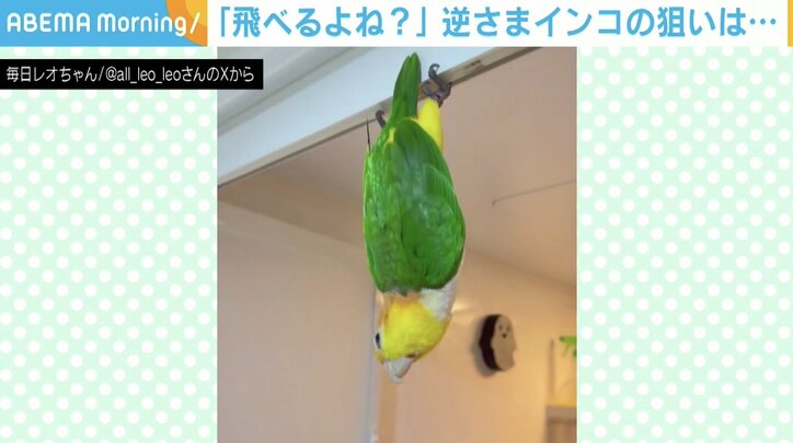 シロハラインコのレオちゃん（6歳）