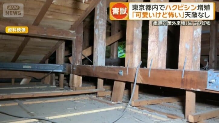 屋根裏に住みつくと同じ場所で排泄