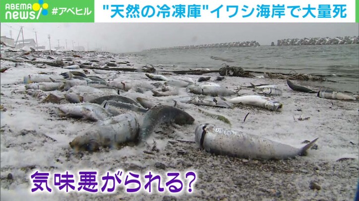 イワシが海岸で大量死 専門家 水温が3 以下になり仮死状態に 北海道 国内 Abema Times