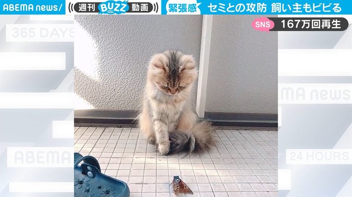 猫とセミの“珍騒動”が「コントみたいな結末」と話題 飼い主を“パニック”に陥れた一部始終