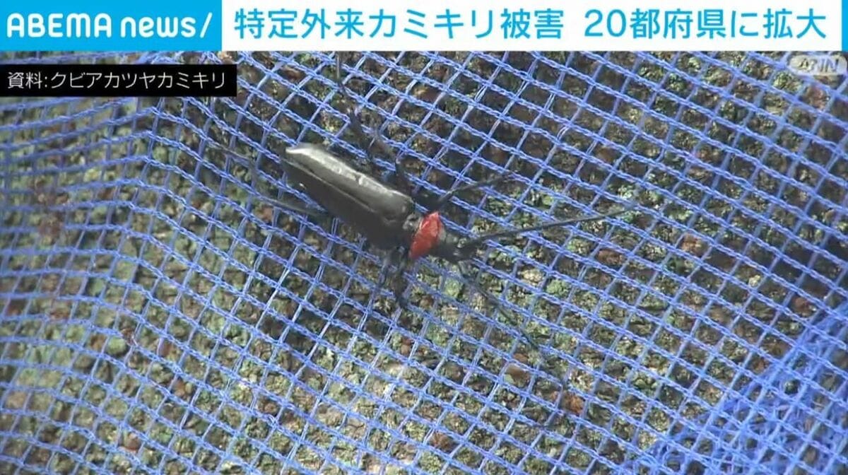 特定外来カミキリ被害 20都府県に拡大 | 国内 | ABEMA TIMES | アベマタイムズ