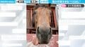 ご機嫌な競走馬が“ベロ出し＆口ブルブル” 愛嬌たっぷりな映像に「可愛すぎて意味わからん」悶絶する人続出