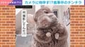 「何撮影してんだ!?」チンチラが突然メンチを切る姿に飼い主も困惑 「イラついた表情も逆に癒やされますね」「可愛いー!!!」と反響