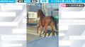 【衝撃映像】バイクかと思ったらまさかの“馬”！大通りを颯爽と駆け抜ける馬の姿にドライバー驚き！牧場から抜け出した馬だった→その後無事に保護
