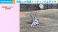 風船あそびが大好きな犬 どこまでもリフティングしていく姿に「上手いもんだ」「賢い」と反響